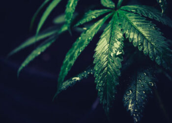 일부 주에서 합법화 된 마리화나, 이민법에서는 여전히 불법