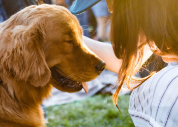 가족의 일원, 반려동물을 위한 펫 트러스트